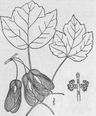 4 Acer Carolini Num Walt Carolina Maple 1149