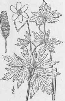 4 Anemone Cylindrica A Gray Long Fruited Anemone 225