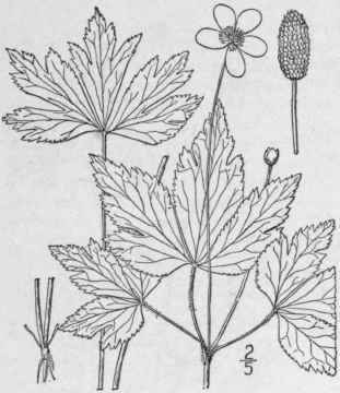 4 Anemone Cylindrica A Gray Long Fruited Anemone 226