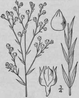 4 Cathartolinum Florid Num Planch Small Florida Ye 1022