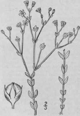 4 Cathartolinum Florid Num Planch Small Florida Ye 1023