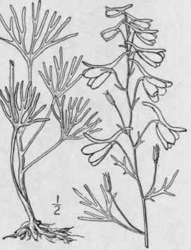 4 Delphinium N Lsoni Greene Nelson s Larkspur 215