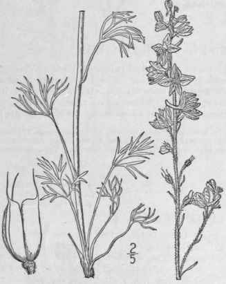 4 Delphinium N Lsoni Greene Nelson s Larkspur 216