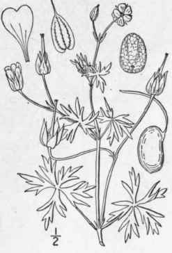 4 Geranium Columbinum L Long Stalked Crane s Bill 997