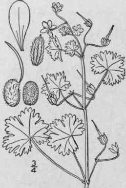 4 Geranium Columbinum L Long Stalked Crane s Bill 998