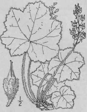 4 Heuchera Macrorhiza Small Big Rooted Heuchera 518