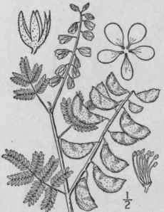 4 Hoffmans ggia Cav Icones 4 63 Pl 392 393 1797 785