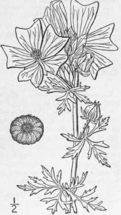 4 Malva Mosch Ta L Musk Mallow Musk Plant Musk 1193