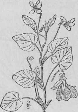 40 Viola Striata Ait Pale Or Striped Violet 1304