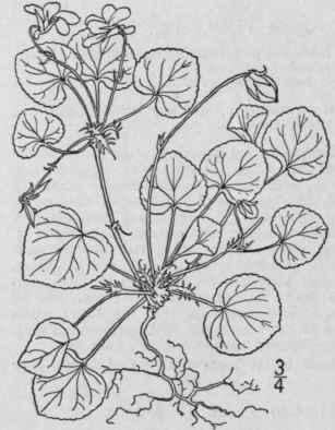 44 Viola Subvestita Greene Sand Violet 1309