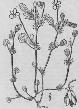 46 Viola Rostr Ta Pursn Long Spurred Violet 1311