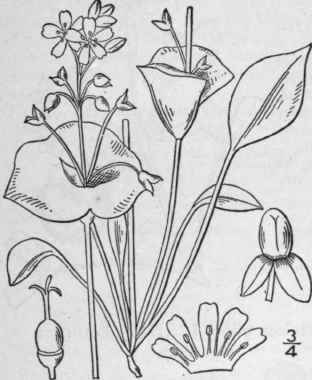 5 Limnia L Haw Syn Pl Succ II 1812 86