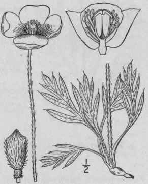 5 Papaver Nudic Ule L Arctic Or Iceland Poppy 319