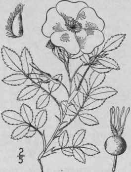 5 Rosa Wo Dsii Lindl Woods Rose 653