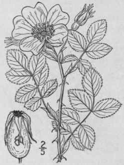 5 Rosa Wo Dsii Lindl Woods Rose 654