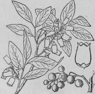 5 Vaccinium P Llidum Ait Pale Or Mountain Blueberr 1606
