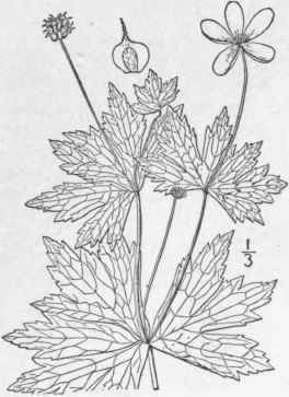 6 Anemone Canadensis L Canada Or Round Leaved Anem 227