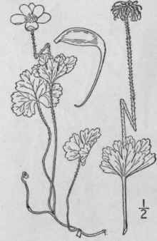 6 Anemone Canadensis L Canada Or Round Leaved Anem 228