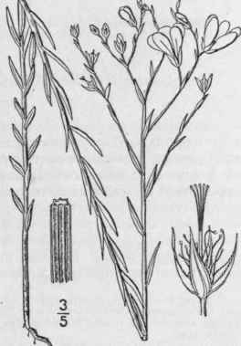 6 Cathartolinum Sulcatum Riddell Small Grooved Yel 1024