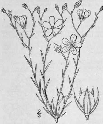 6 Cathartolinum Sulcatum Riddell Small Grooved Yel 1025