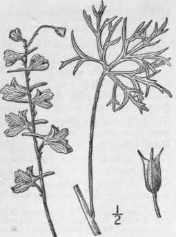 6 Delphinium Vir Scens Nutt Prairie Larkspur 217