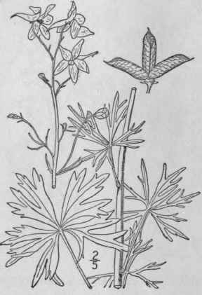 6 Delphinium Vir Scens Nutt Prairie Larkspur 218