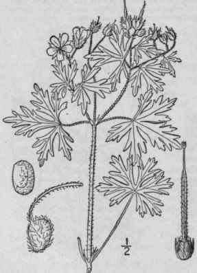 6 Geranium Carolini Num L Carolina Crane s Bill 1000