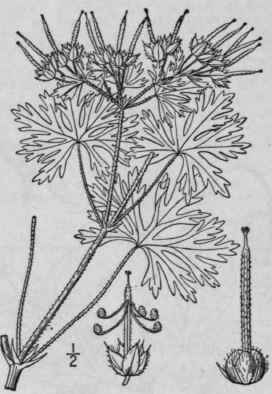 6 Geranium Carolini Num L Carolina Crane s Bill 999