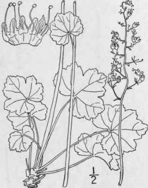 6 Heuchera Curtisii T G Curtis Heuchera 520