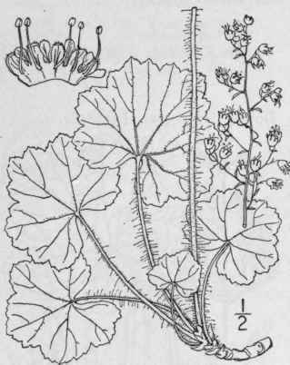 6 Heuchera Curtisii T G Curtis Heuchera 521