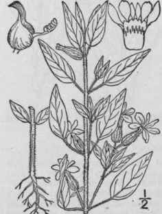 6 Parsonsia P Br Adans Fam Pl 2 234 1763 Cuphea P 1350