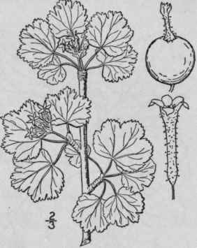 6 Ribes In Brians Lindl White Flowered Currant 544