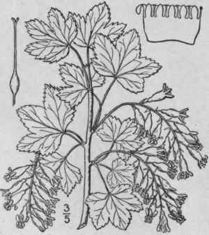 6 Ribes In Brians Lindl White Flowered Currant 545