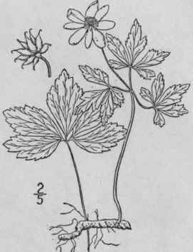 7 Anemone Richardsonii Hook Richardson s Anemone 229