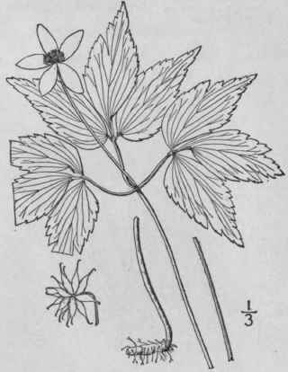 7 Anemone Richardsonii Hook Richardson s Anemone 230