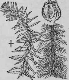 7 Myriophyllum Pinn Tum Walt B S P Pinnate Water M 1429