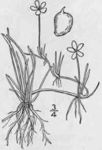 7 Ranunculus R Ptans L Creeping Spearwort 243