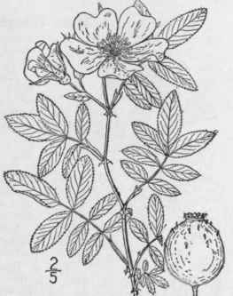 7 Rosa Carolina L Swamp Or Wild Rose Hip Tree 655