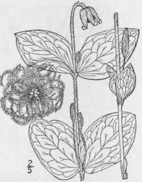 7 Viorna Ochrole Ca Ait Small Erect Silky Leather  292