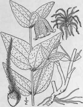 7 Viorna Ochrole Ca Ait Small Erect Silky Leather  293