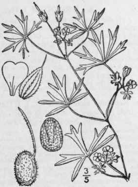 8 Geranium Diss Ctum L Cut Leaved Crane s Bill 1001