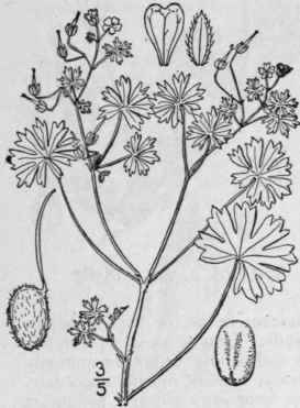 8 Geranium Diss Ctum L Cut Leaved Crane s Bill 1002