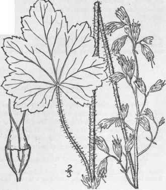 8 Heuchera Hispida Pursh Rough Heuchera 522