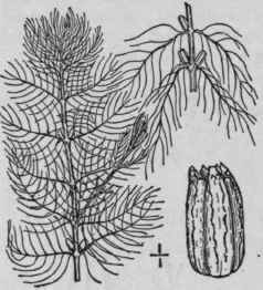 8 Myriophyllum Farw LLII Morong Farwell s Water Mi 1430