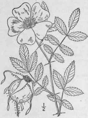 8 Rosa Virgini Na Mill Low Or Pasture Rose 656