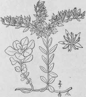 8 Sedum Tern Tum Michx Wild Stonecrop 483