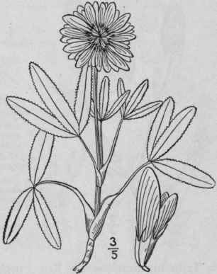 8 Trifolium Beckwithii Brewer Beck With s Clover 823