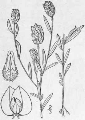 9 Polygala Virid Scens L Field Or Purple Milkwort 1045