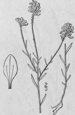 9 Polygala Virid Scens L Field Or Purple Milkwort 1046