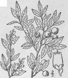 9 Vaccinium Angustif Lium Ait Dwarf Sugar Early Or 1609